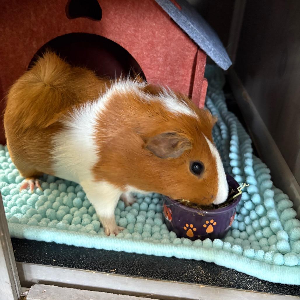 Enlarge Biscuit, a Adoptable Guinea Pig in Springfield, MO image 5/5