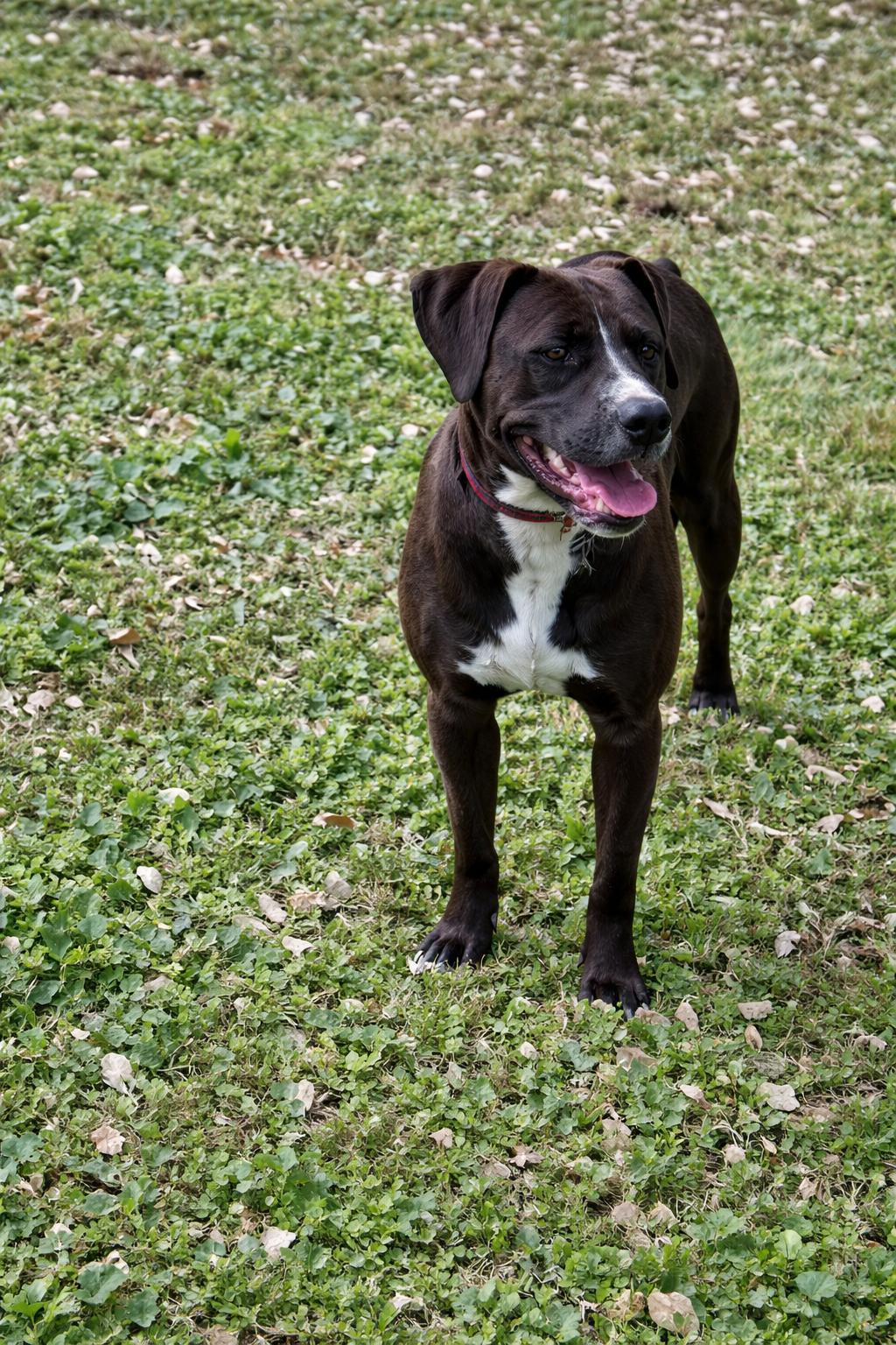 Juniper, a Adopted mixed breed in Nashville, TN image 1/3