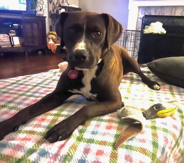 Juniper, a Adopted mixed breed in Nashville, TN image 2/3