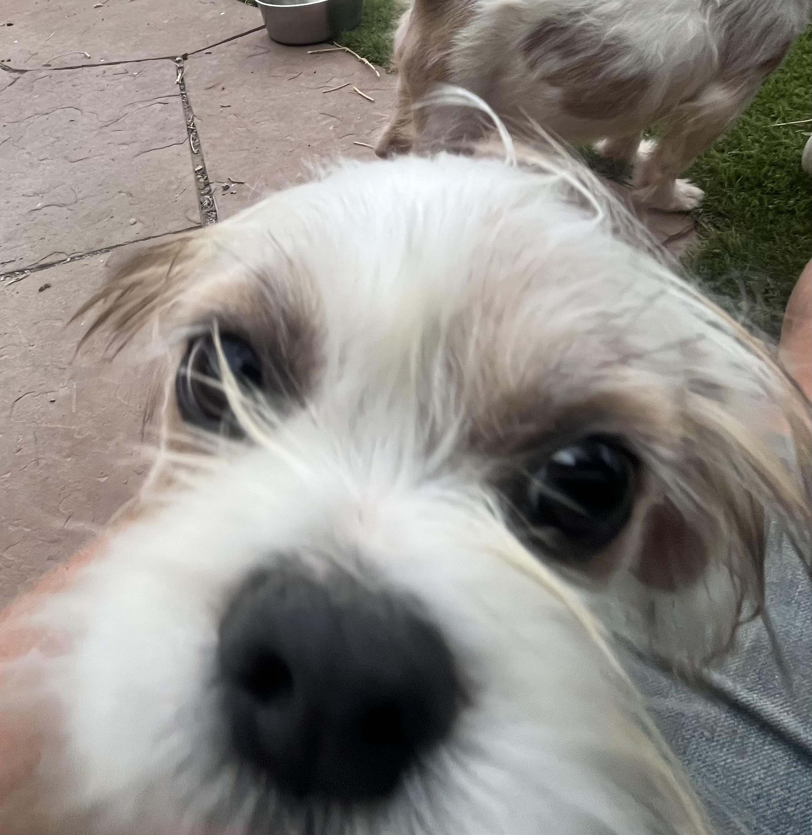 Dudley, adopted, Puppy Male Shih Tzu.