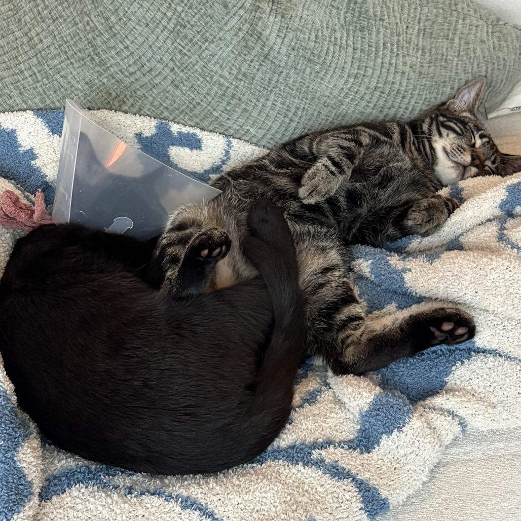 Enlarge Dublin Mudslide, a Adoptable Domestic Medium Hair in Los Angeles, CA image 1/5