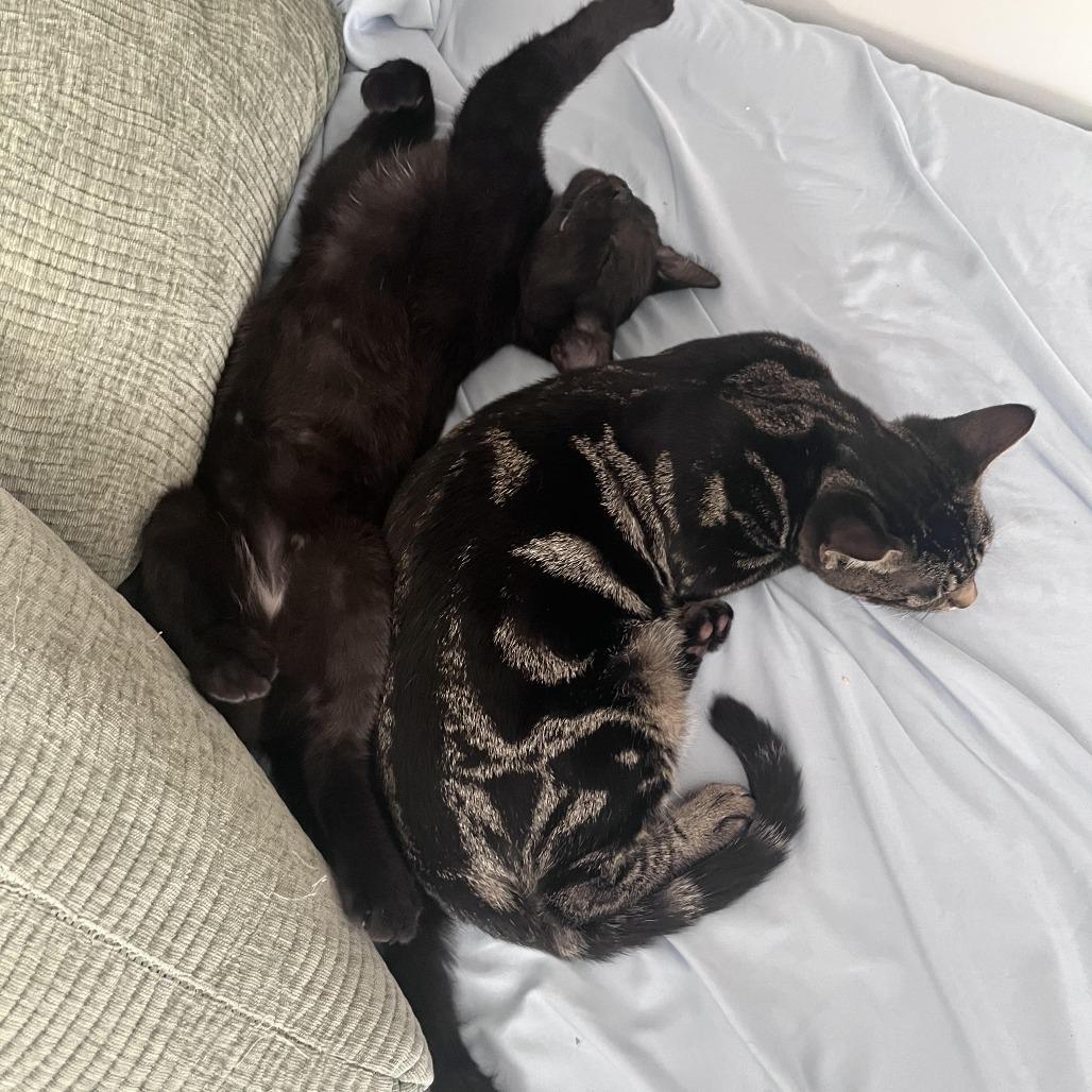 Dublin Mudslide — thumbnail 2