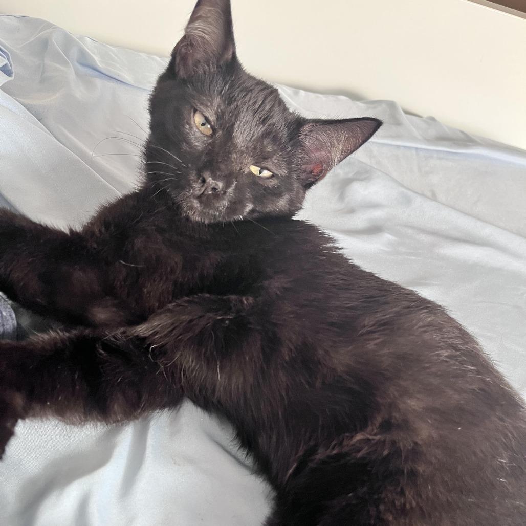 Enlarge Dublin Mudslide, a Adoptable Domestic Medium Hair in Los Angeles, CA image 3/5