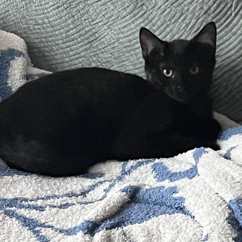 Enlarge Dublin Mudslide, a Adoptable Domestic Medium Hair in Los Angeles, CA image 4/5