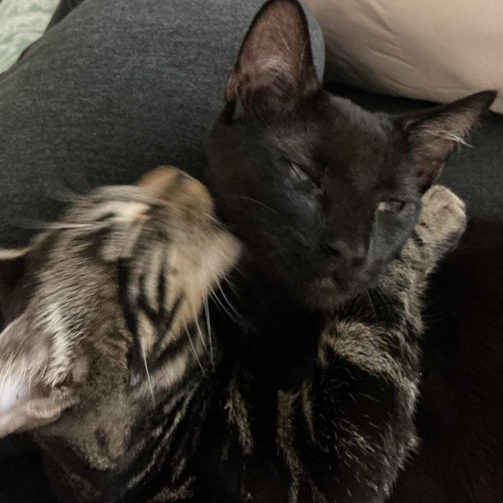 Enlarge Dublin Mudslide, a Adoptable Domestic Medium Hair in Los Angeles, CA image 5/5