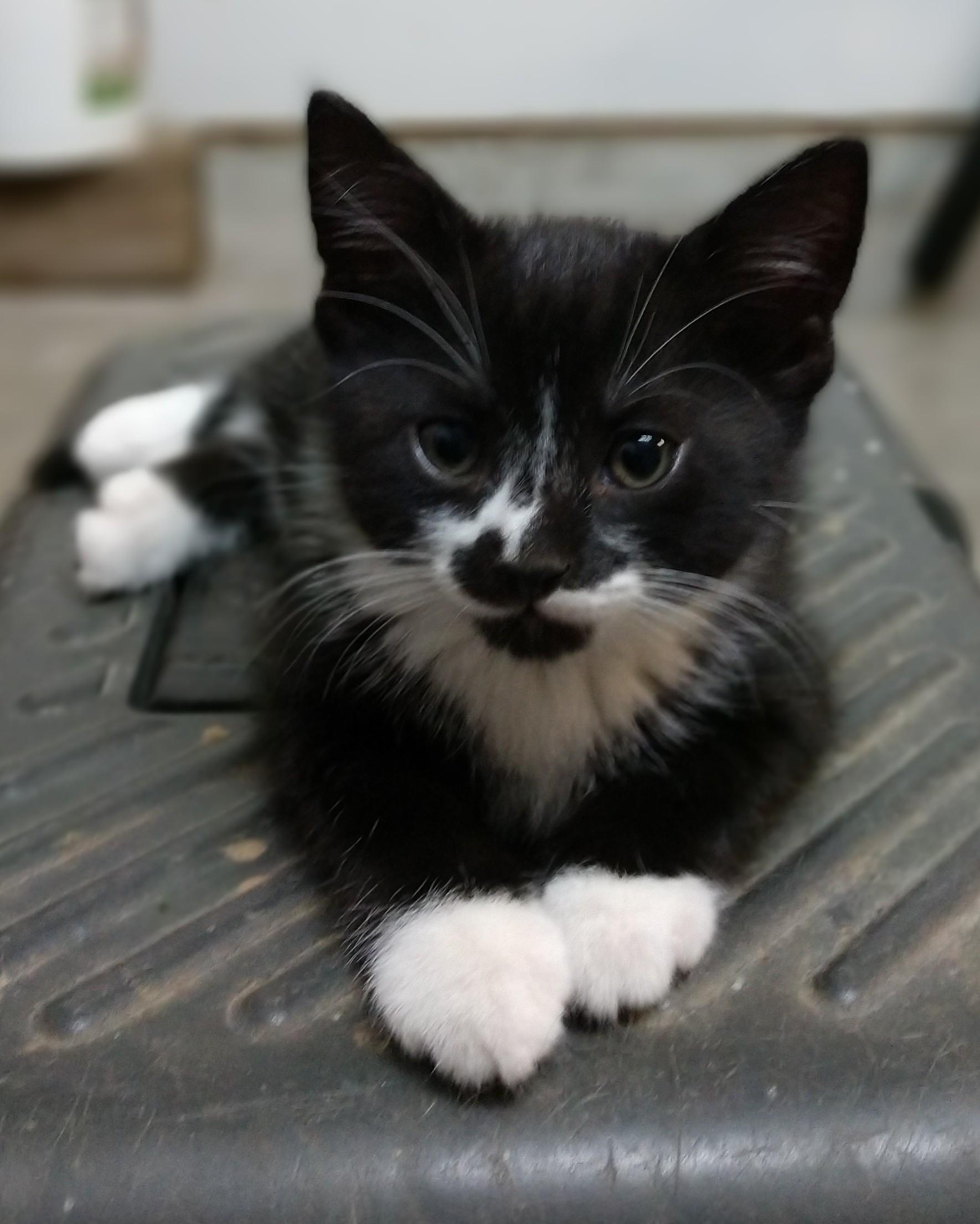 Mr. Wonderful, ADOPTABLE, Kitten Male Tuxedo.
