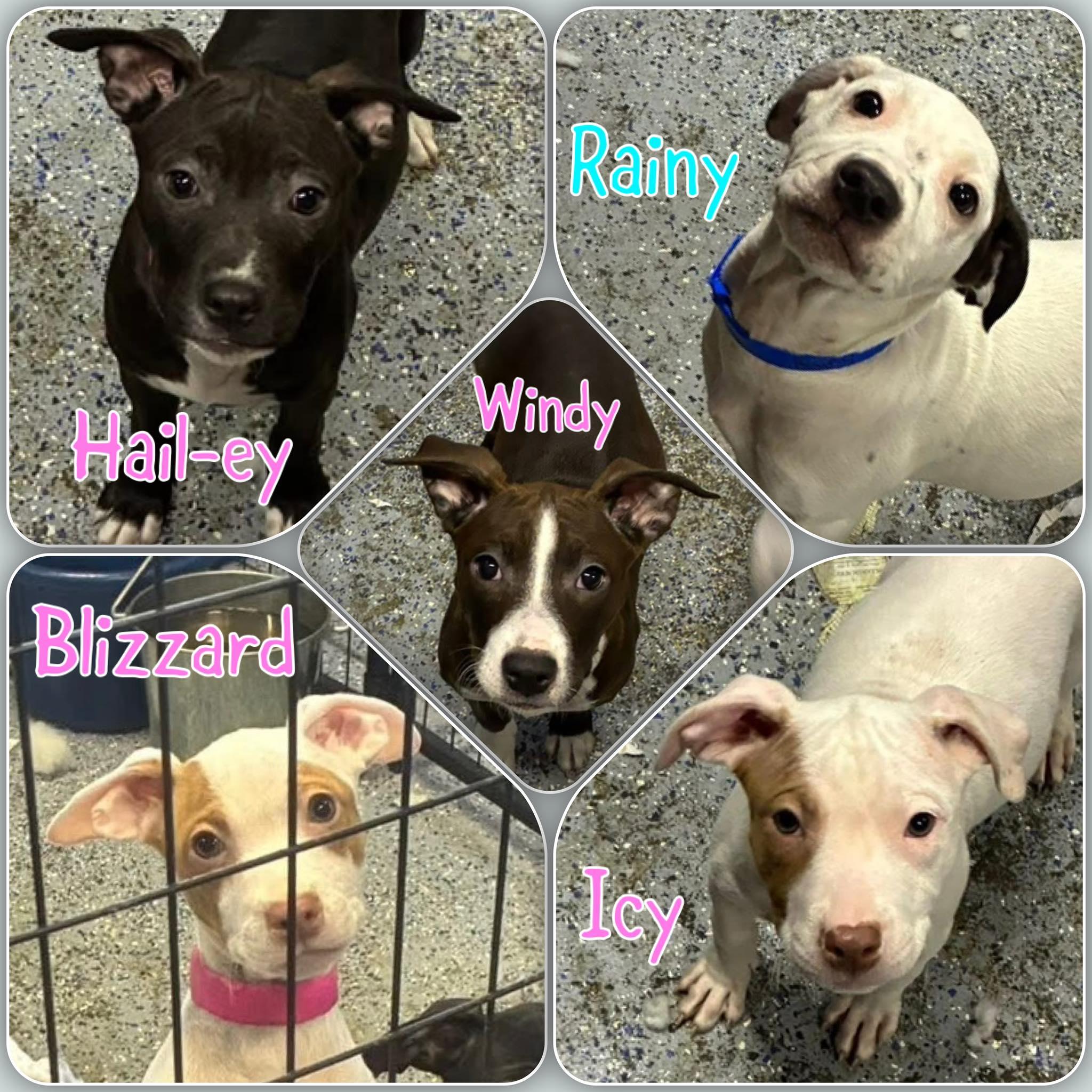 Enlarge Weather Litter puppies, an adopted mixed breed in Traverse City, MI image 1/2