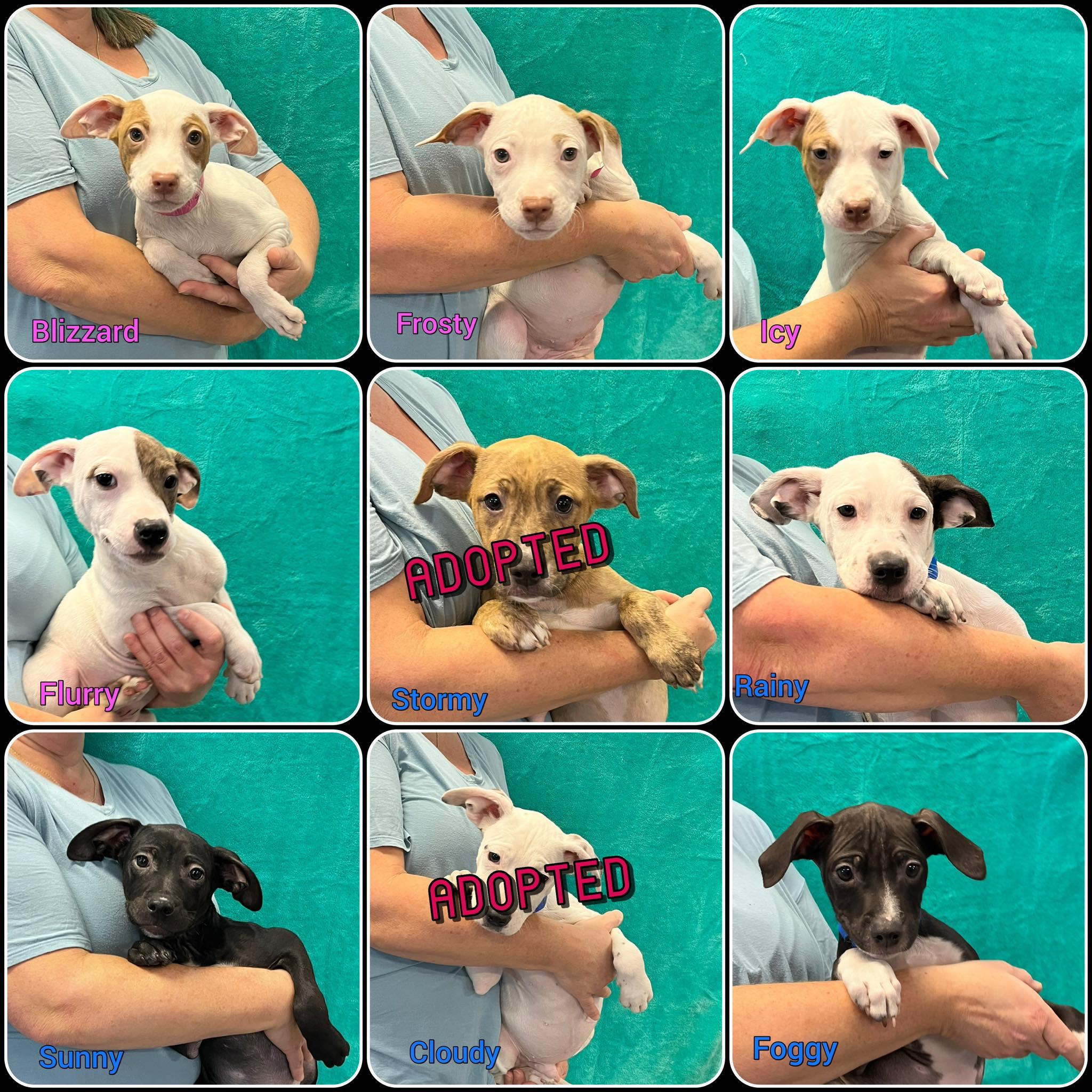 Enlarge Weather Litter puppies, an adopted mixed breed in Traverse City, MI image 2/2