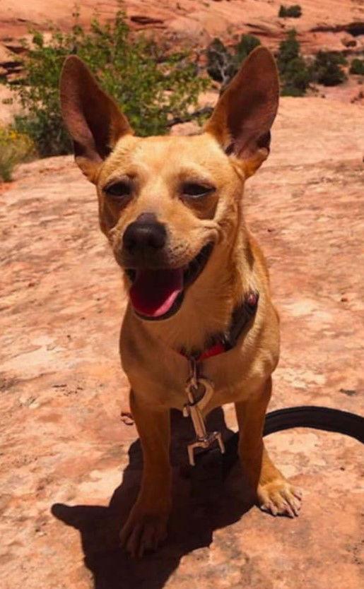 Taco, Adopted, Adult Male Chihuahua.