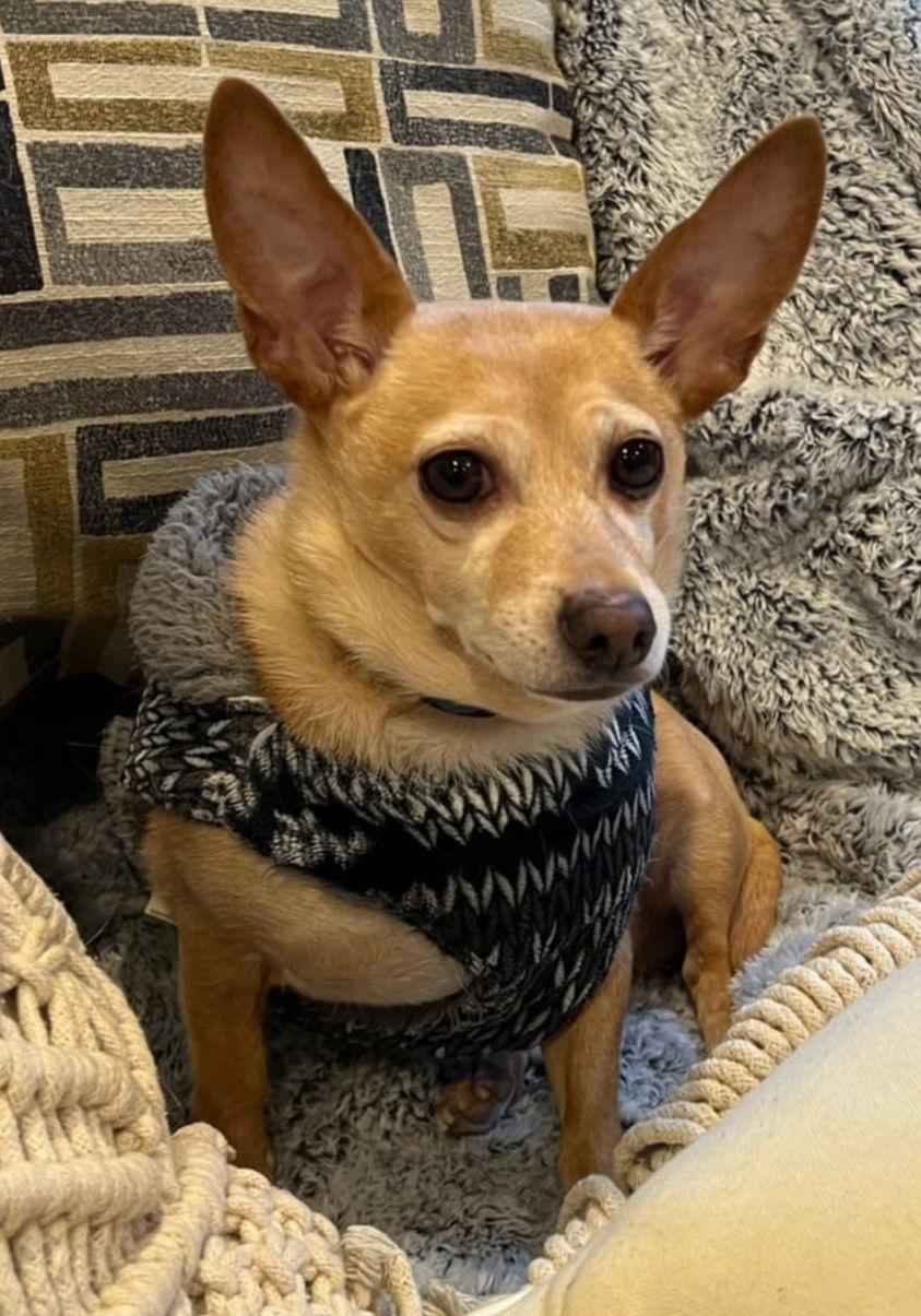 Taco, a Adopted Chihuahua in Cuba, NY image 2/3