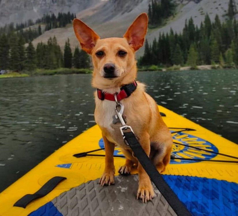 Taco, a Adopted Chihuahua in Cuba, NY image 3/3