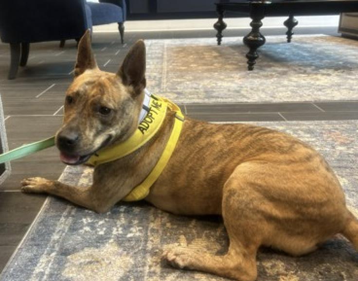 Andrielle, Adoptable, Adult Female Plott Hound & Carolina Dog.