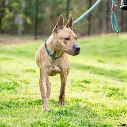 Enlarge Andrielle, a Adoptable mixed breed in Decatur, GA image 2/3
