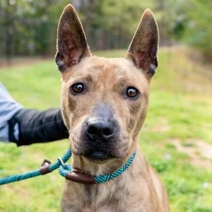 Enlarge Andrielle, a Adoptable mixed breed in Decatur, GA image 3/3