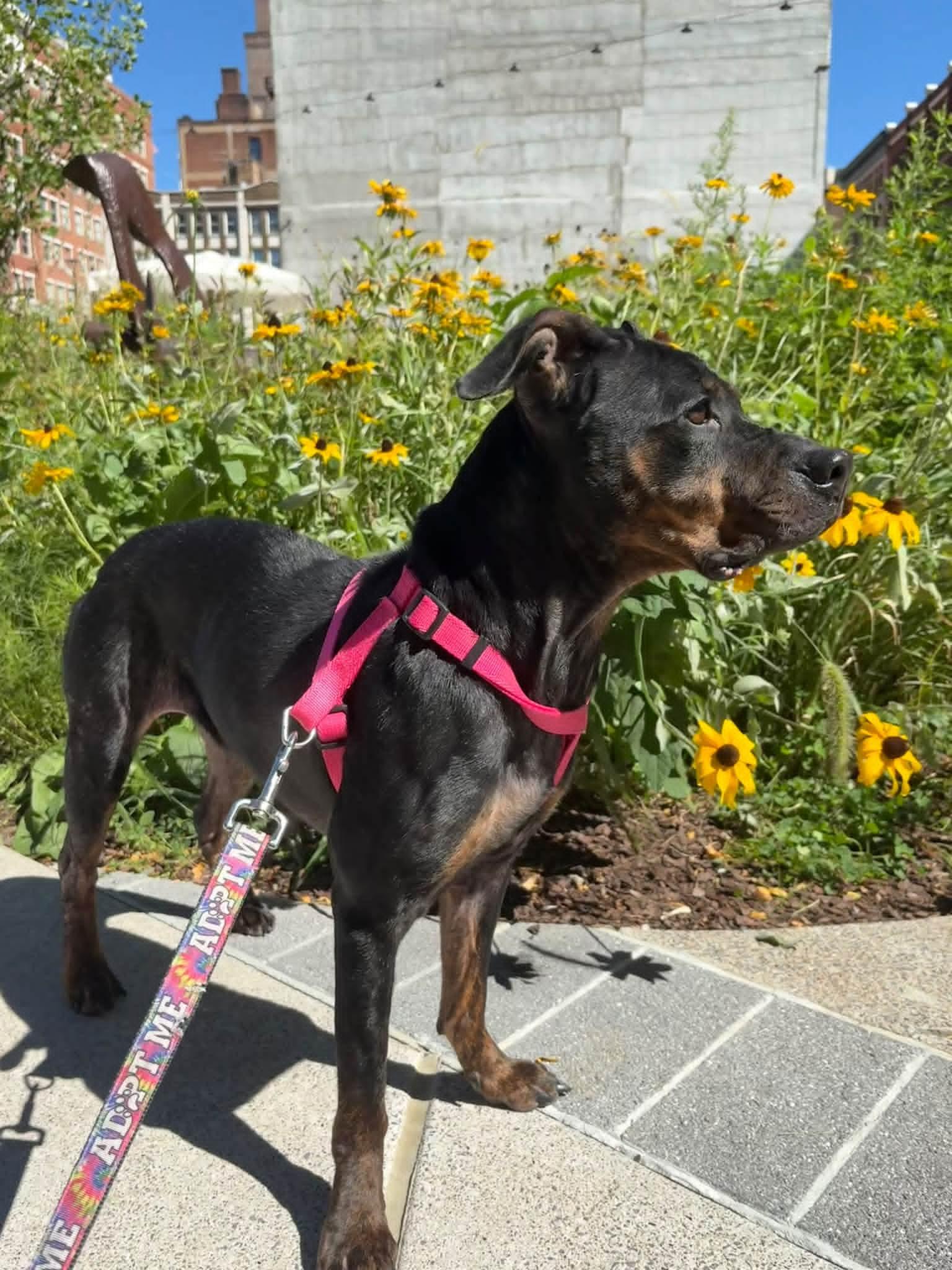 BAILEY, Adoptable, Adult Female Rottweiler.