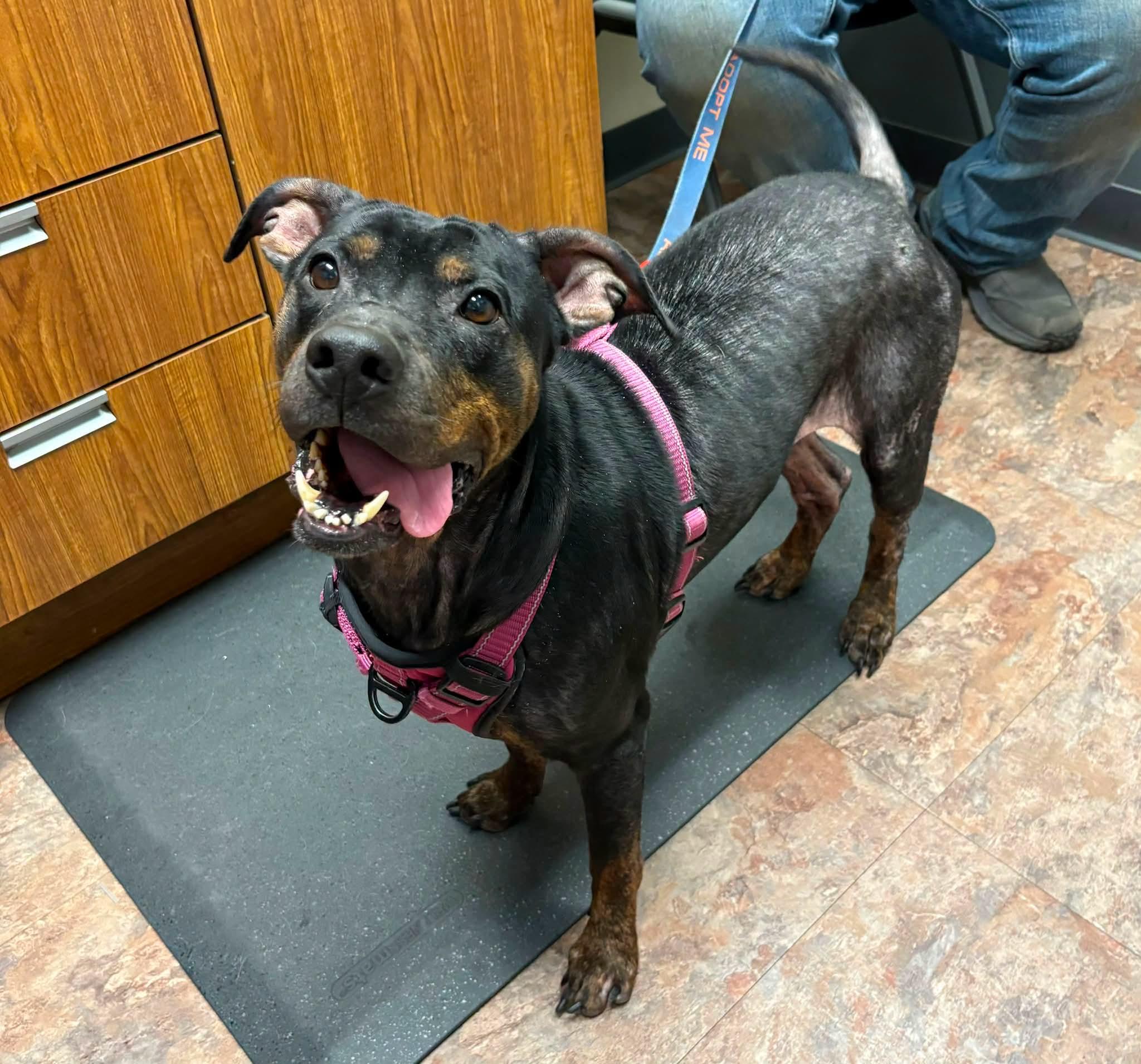 BAILEY, an adoptable mixed breed in Vandergrift, PA image 1/3