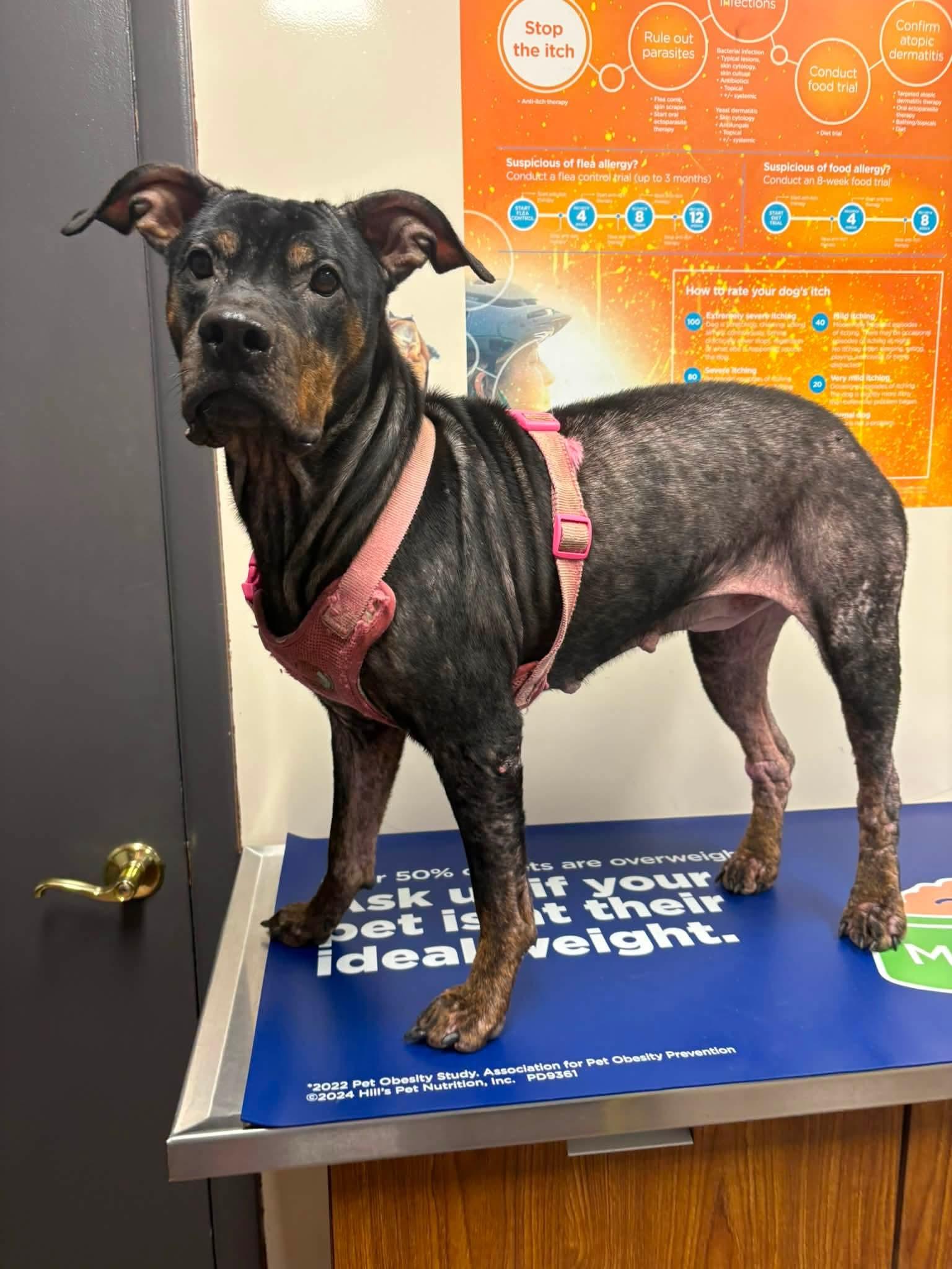 BAILEY, ADOPTABLE, Adult Female Rottweiler.