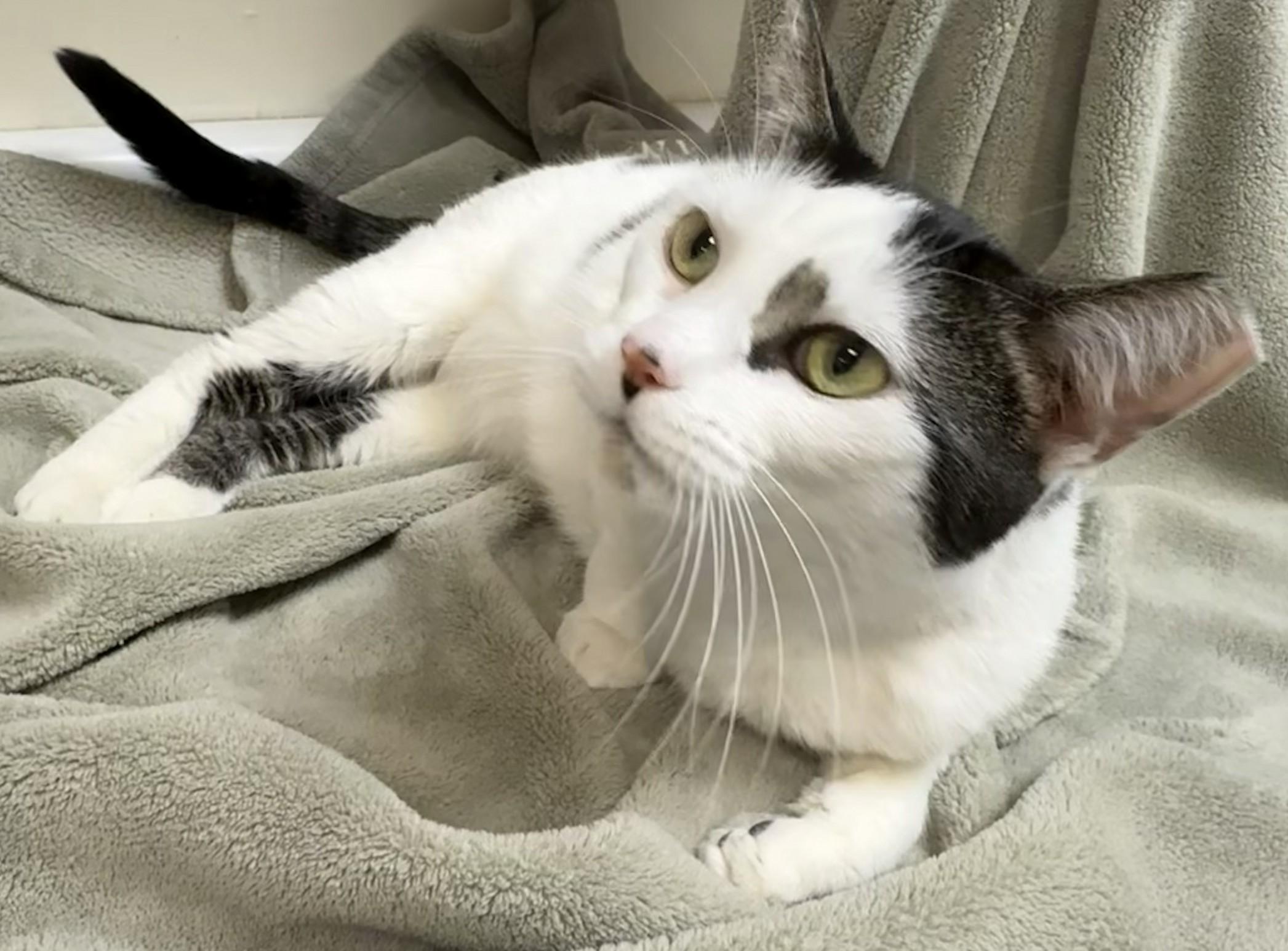 Oreo, ADOPTABLE, Adult Male Domestic Short Hair.