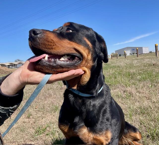 Enlarge Nydia, a ADOPTABLE mixed breed in Elgin, IL image 1/3