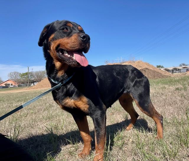 Enlarge Nydia, a ADOPTABLE mixed breed in Elgin, IL image 3/3