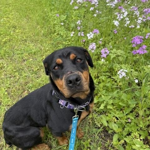 Nydia, ADOPTABLE, Adult Female Rottweiler.