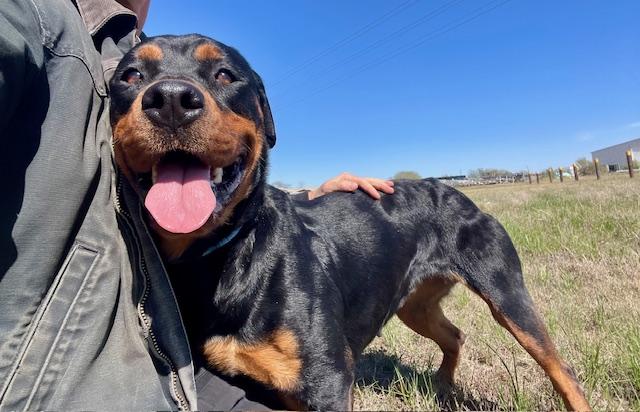 Enlarge Nydia, a ADOPTABLE mixed breed in Elgin, IL image 2/3