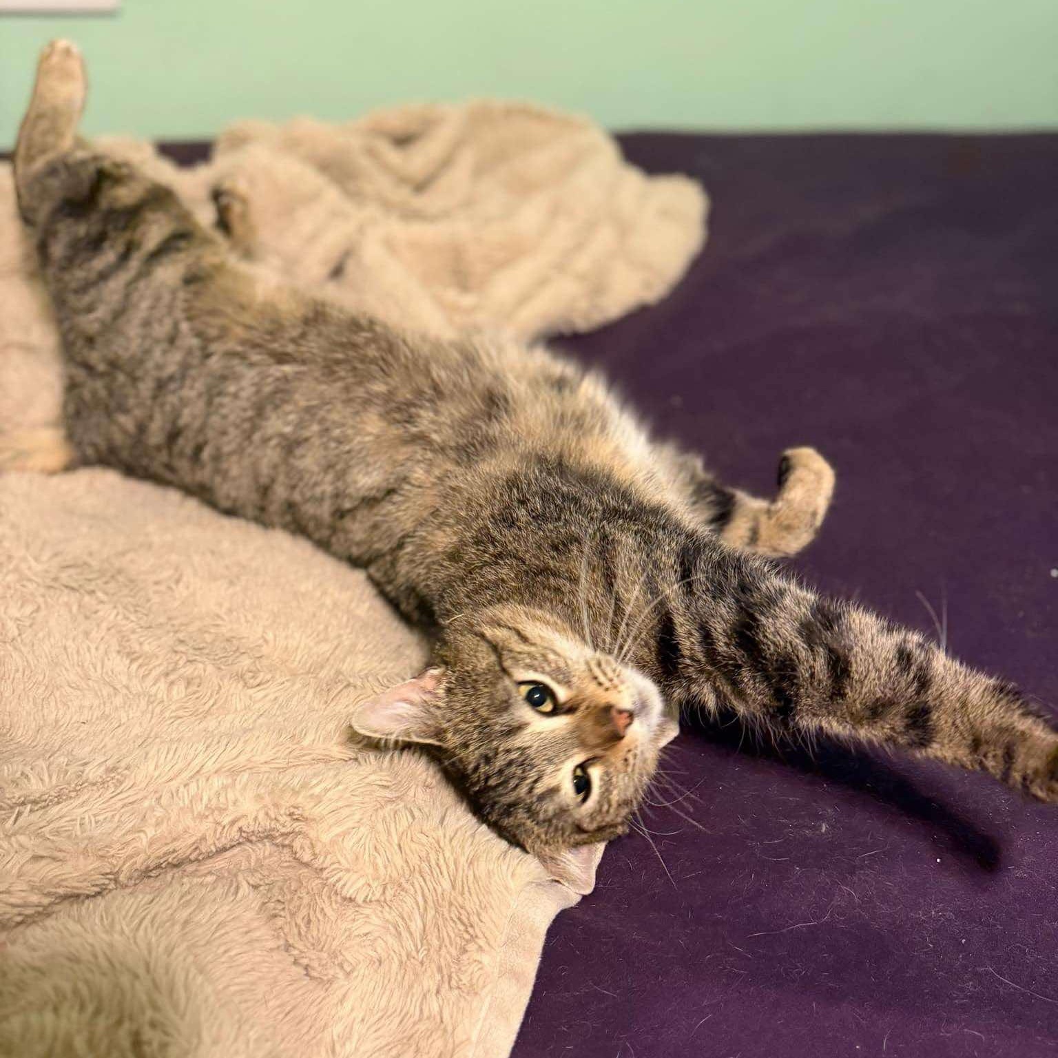 Lemon Loaf, Adult Female unknown
