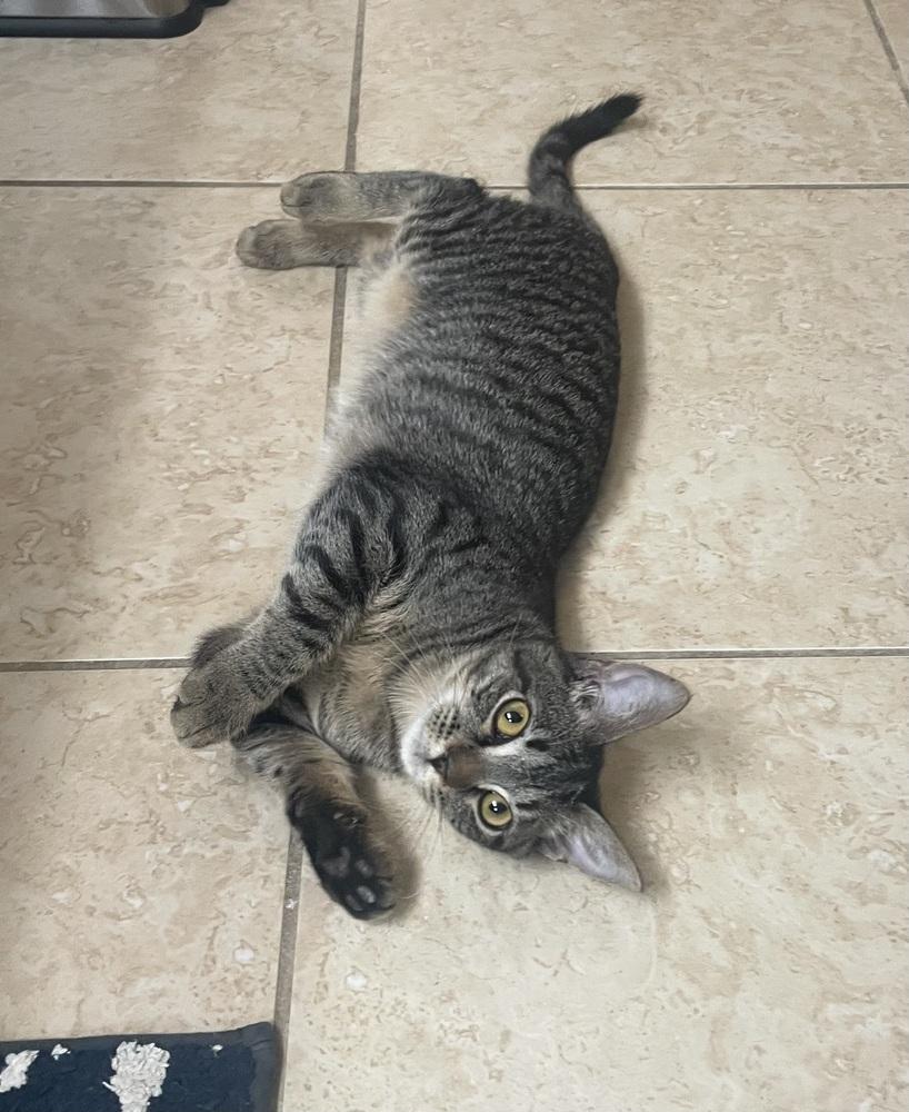 Wildflower, Adoptable, Young Female Domestic Short Hair.