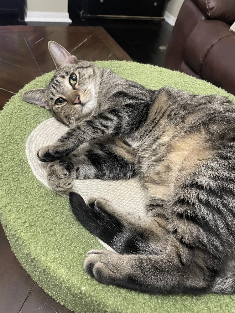 Enlarge Wildflower, a Adoptable Domestic Short Hair in Orlando, FL image 2/6