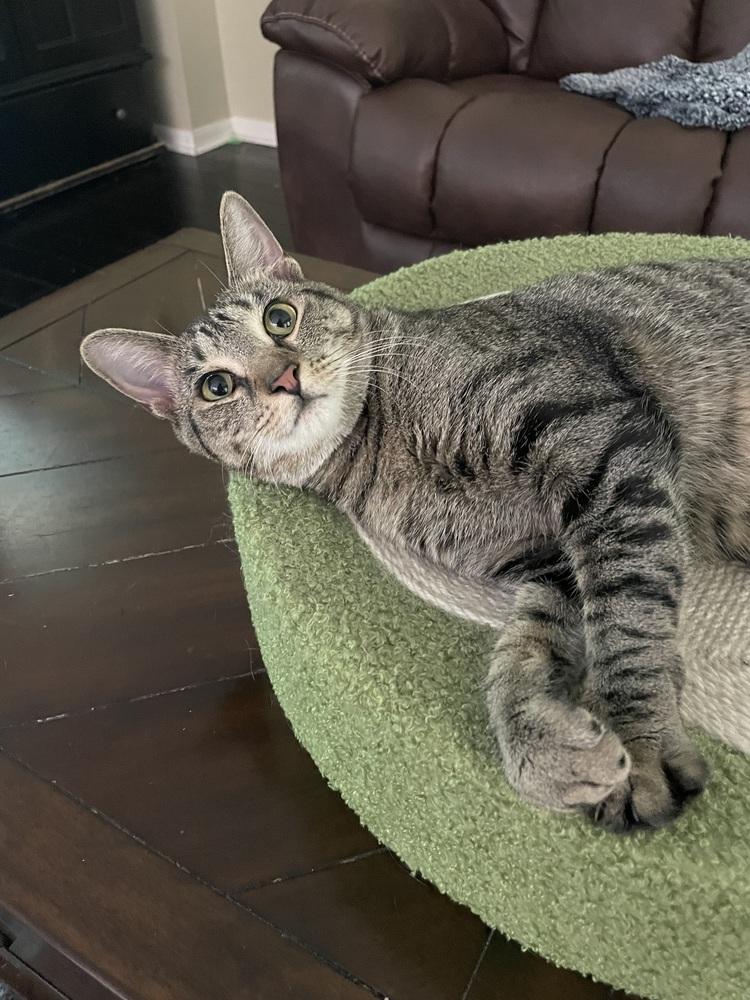 Enlarge Wildflower, a Adoptable Domestic Short Hair in Orlando, FL image 3/6