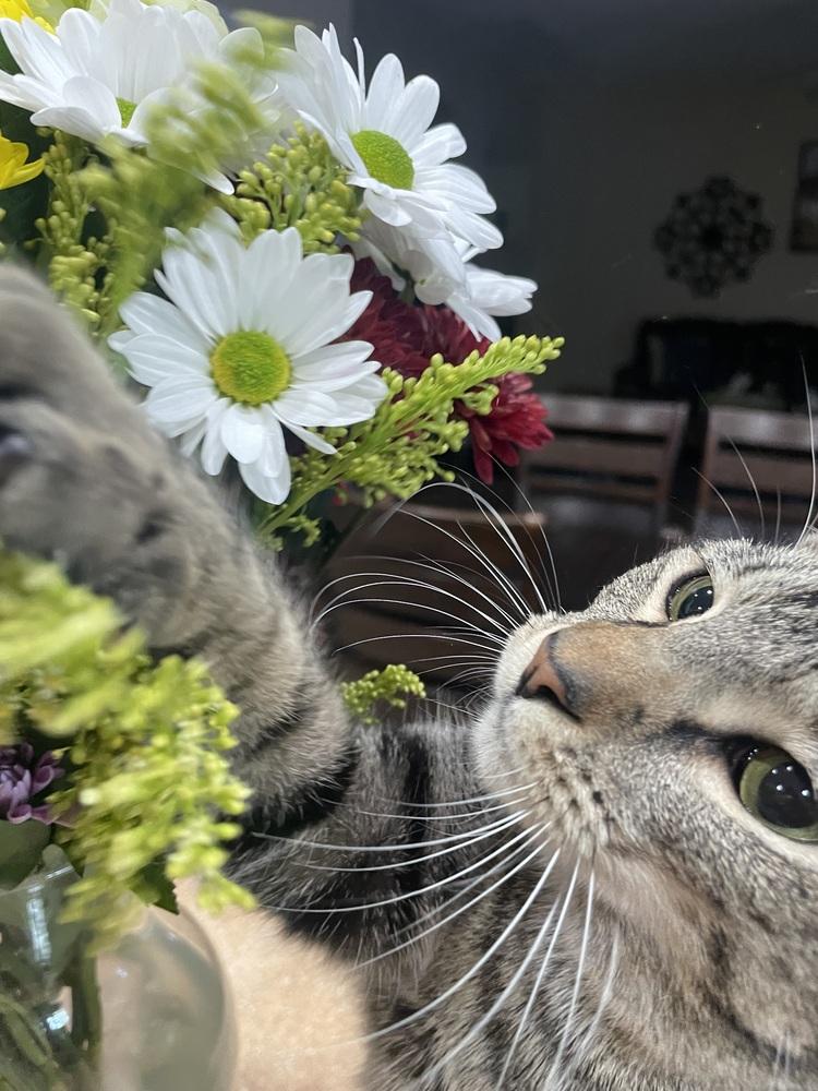 Enlarge Wildflower, a Adoptable Domestic Short Hair in Orlando, FL image 4/6