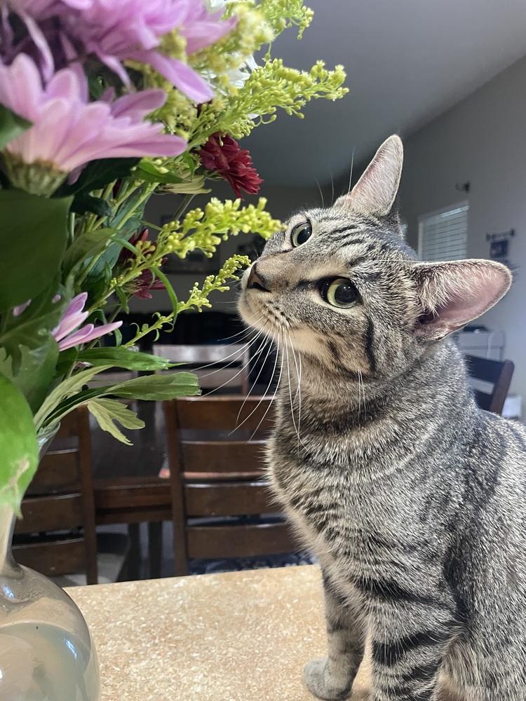 Enlarge Wildflower, a Adoptable Domestic Short Hair in Orlando, FL image 5/6