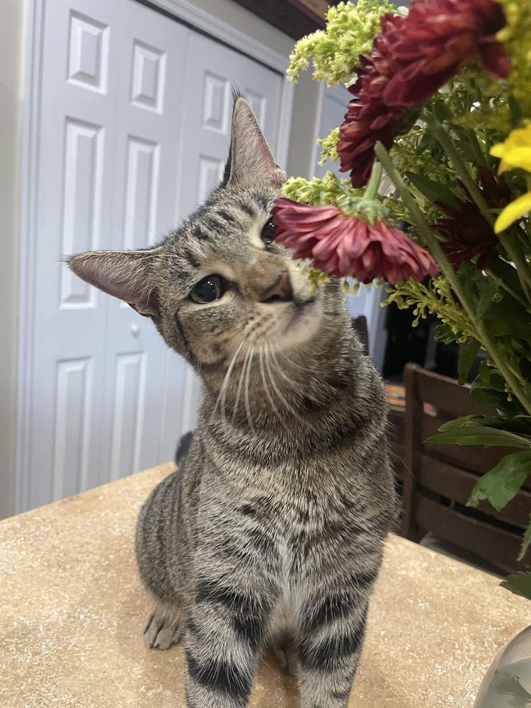 Enlarge Wildflower, a Adoptable Domestic Short Hair in Orlando, FL image 6/6