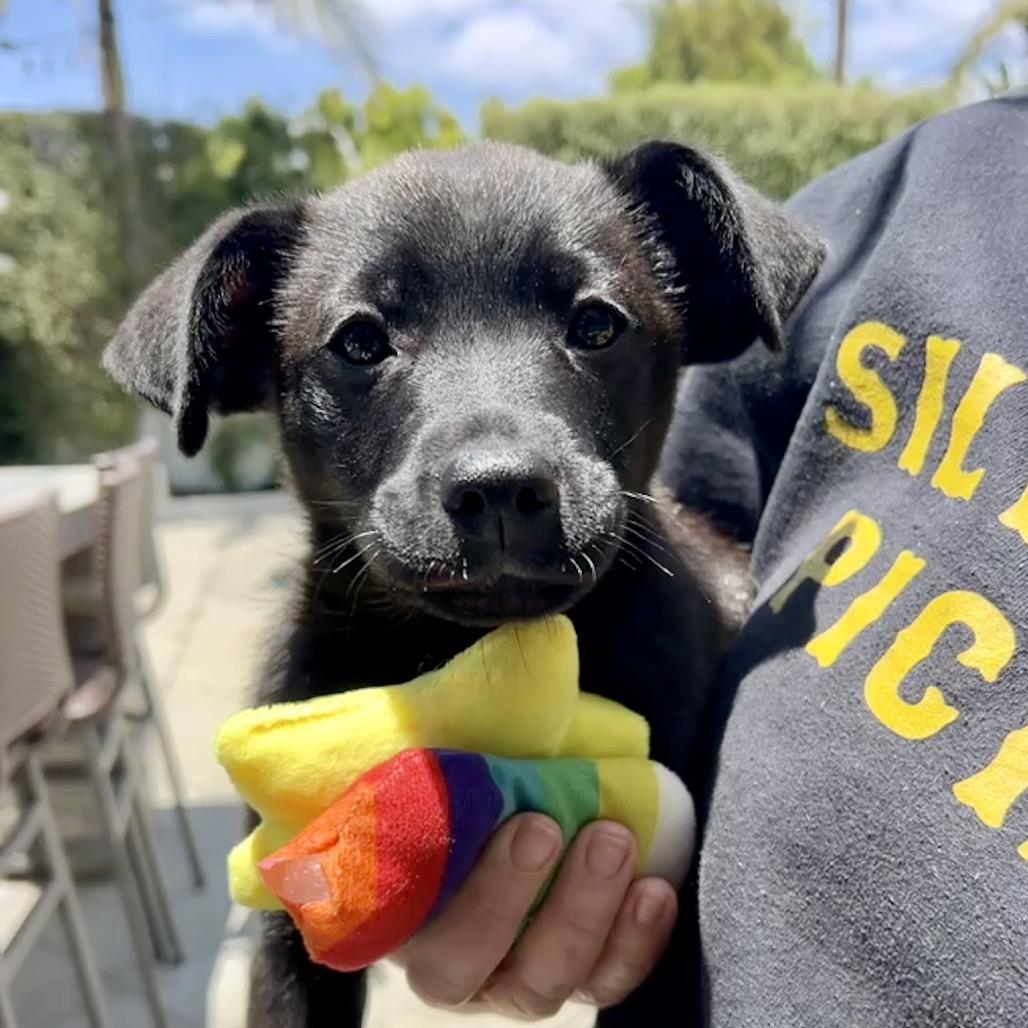 Garrett, a Adoptable mixed breed in North Hollywood, CA image 1/6
