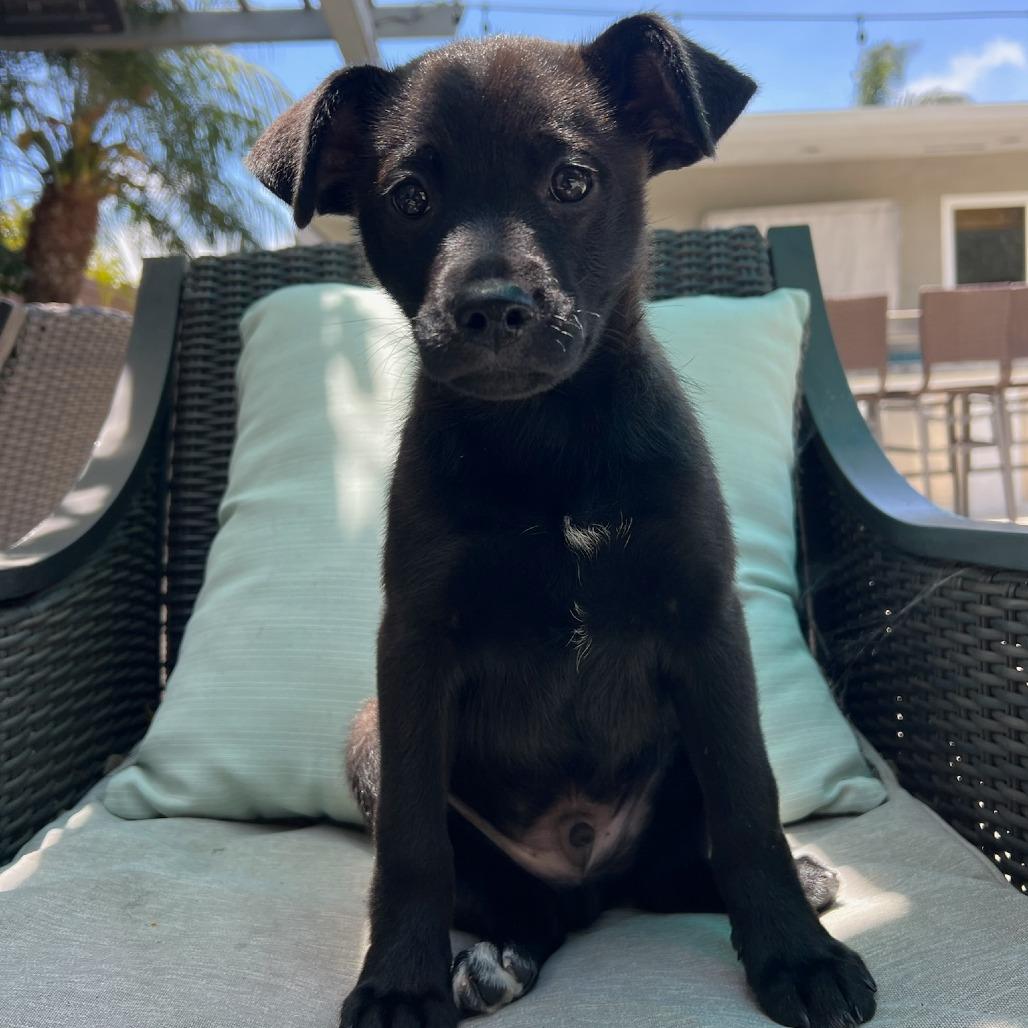 Garrett, a Adoptable mixed breed in North Hollywood, CA image 2/6
