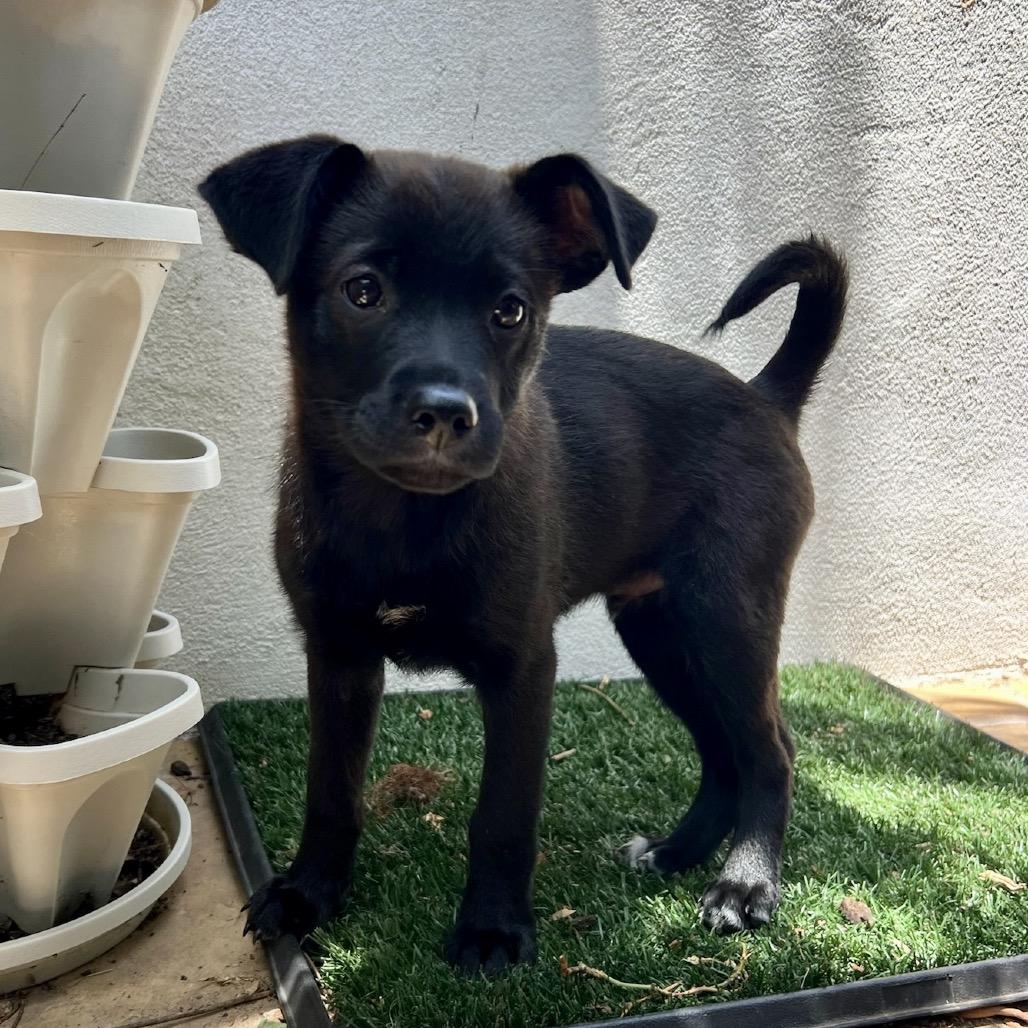 Garrett, a Adoptable mixed breed in North Hollywood, CA image 3/6