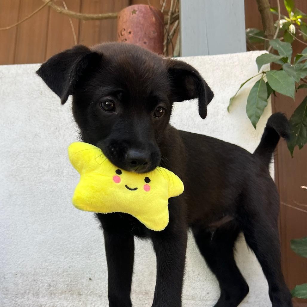 Garrett, a Adoptable mixed breed in North Hollywood, CA image 5/6