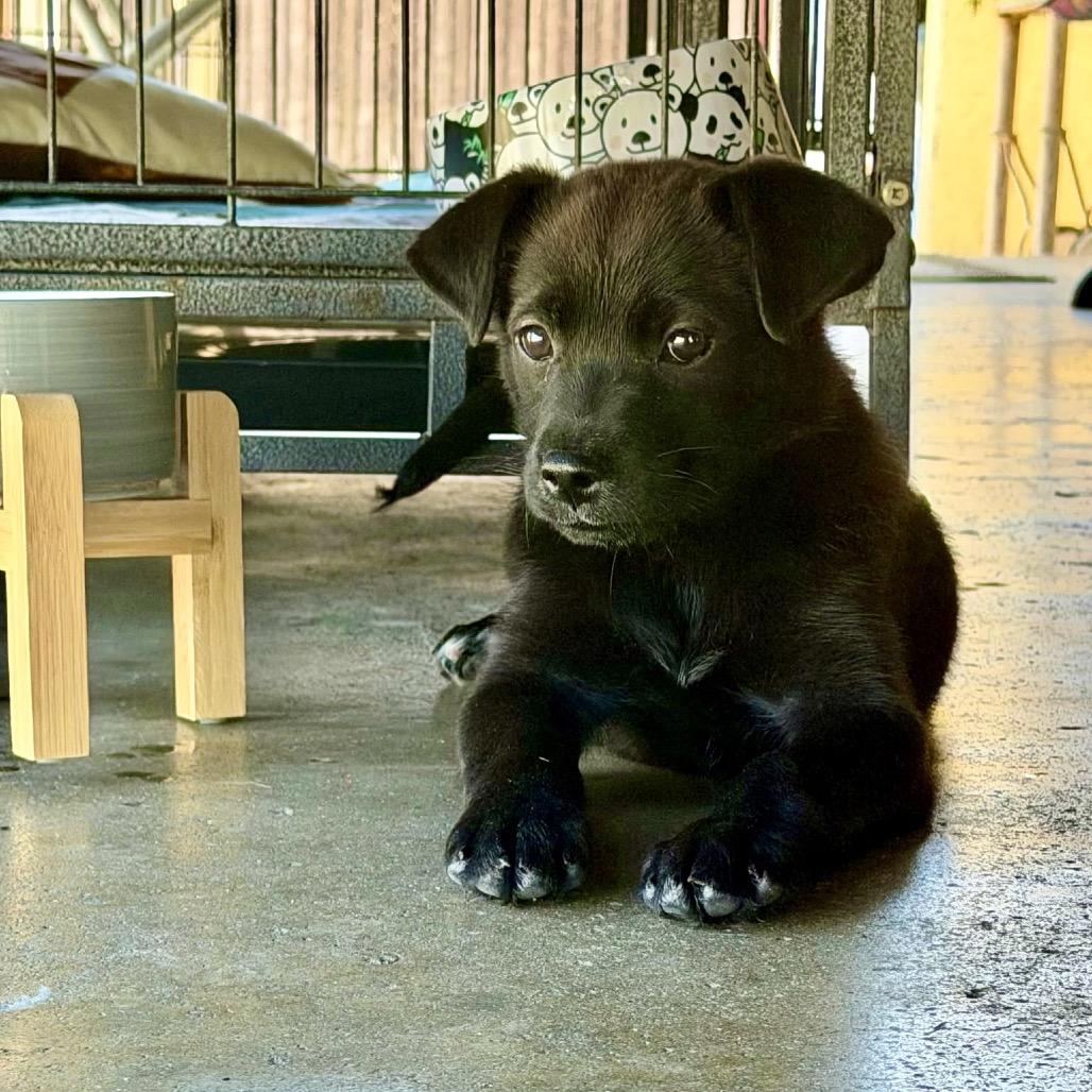 Garrett, a Adoptable mixed breed in North Hollywood, CA image 6/6
