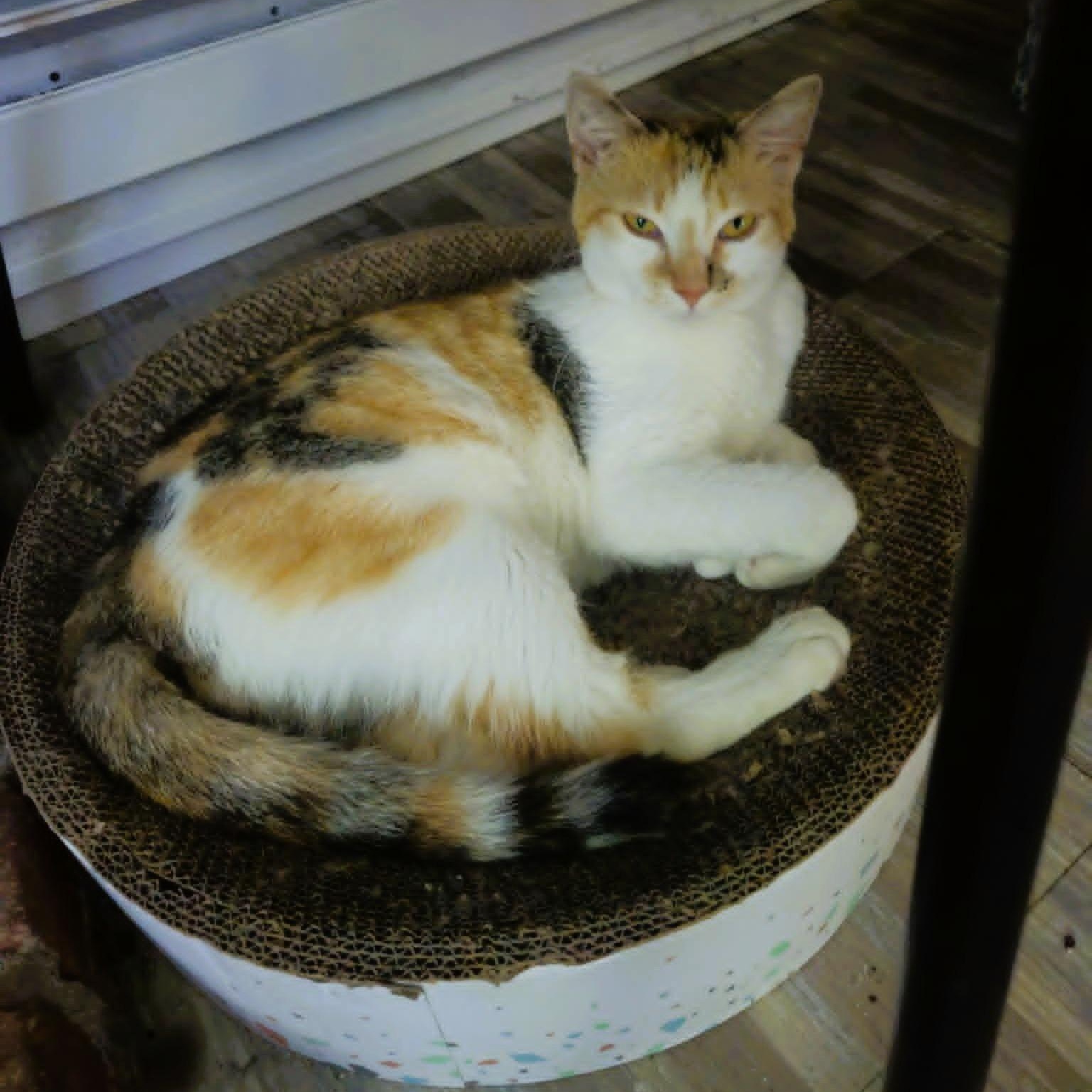 Carlene - Perfect Lap Companion, a ADOPTABLE Domestic Short Hair in Rochester, NY image 1/2
