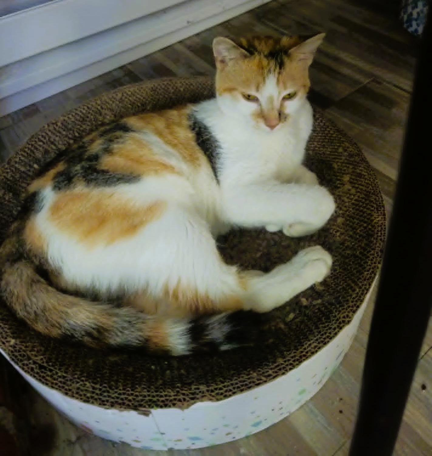 Carlene - Perfect Lap Companion, a ADOPTABLE Domestic Short Hair in Rochester, NY image 2/2