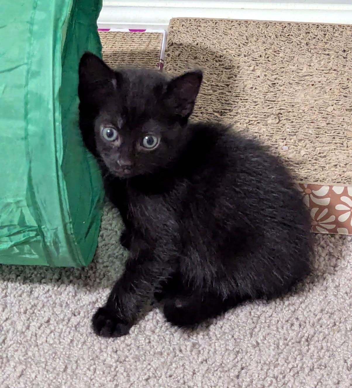 Finn, an adoptable Domestic Short Hair in Rossville, TN, 38066 | Photo Image 2