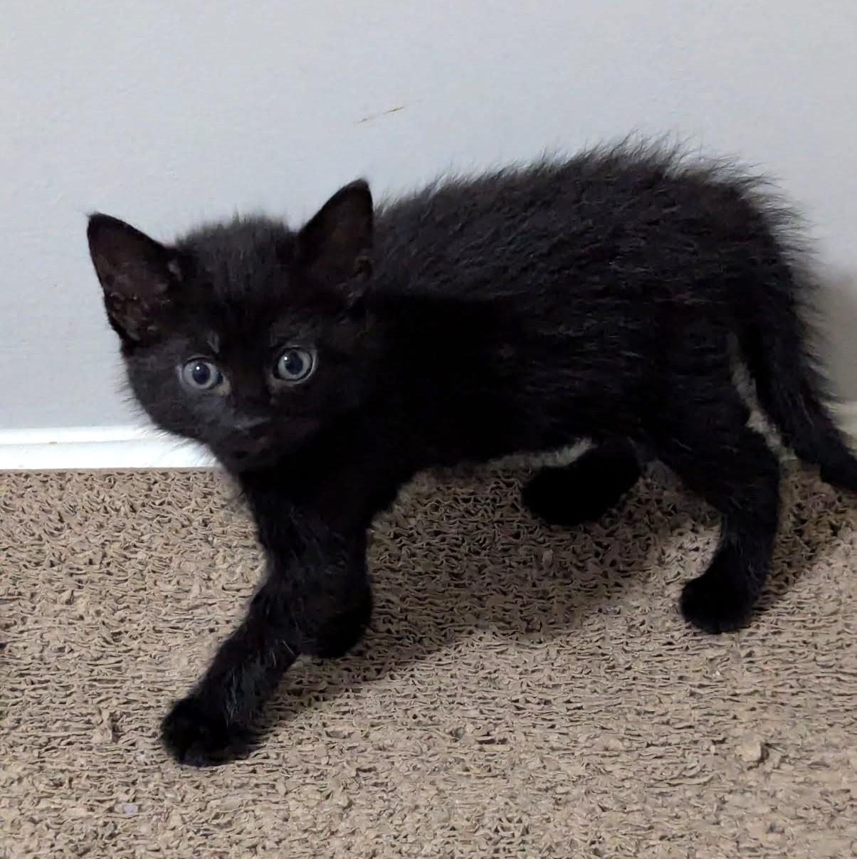 Finn, an adoptable Domestic Short Hair in Rossville, TN, 38066 | Photo Image 3