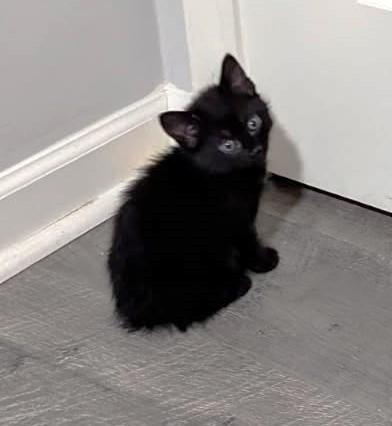 Finn, an adoptable Domestic Short Hair in Rossville, TN, 38066 | Photo Image 4
