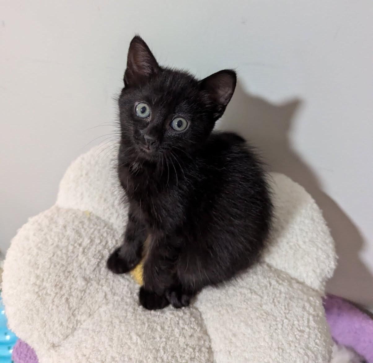 Finn, an adoptable Domestic Short Hair in Rossville, TN, 38066 | Photo Image 1