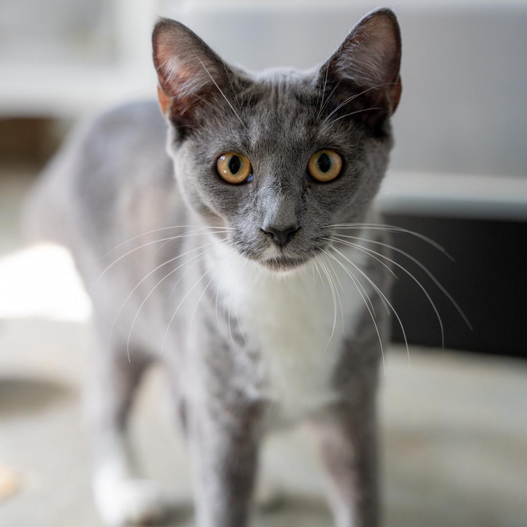 Rose   CALM BEAUTY, an adoptable Chartreux in Bethel, CT, 06801 | Photo Image 1