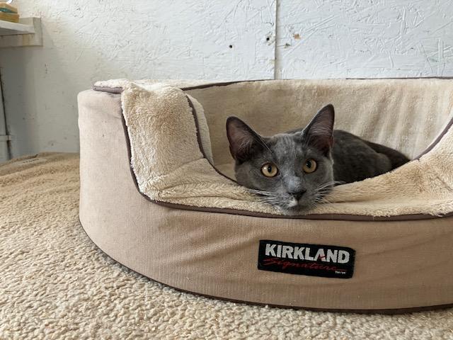 Rose   CALM BEAUTY, an adoptable Chartreux in Bethel, CT, 06801 | Photo Image 4