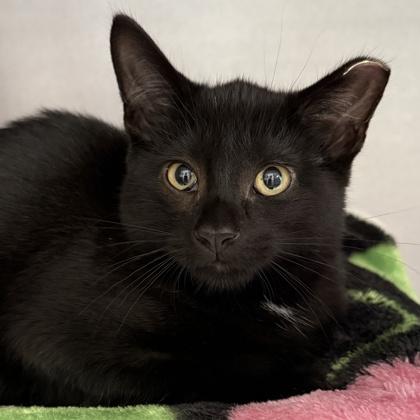 Enlarge Galaxy, a Adoptable Domestic Short Hair in Lansing, MI image 2/3
