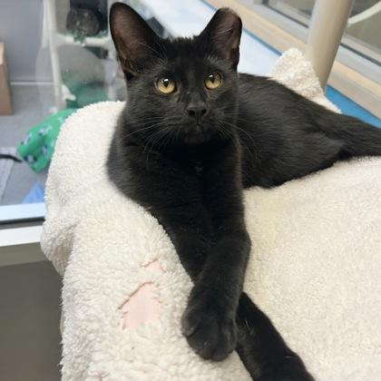 Galaxy, Adoptable, Young Female Domestic Short Hair.