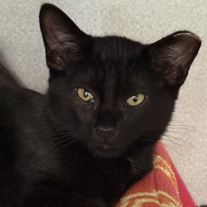 Enlarge Galaxy, a Adoptable Domestic Short Hair in Lansing, MI image 3/3