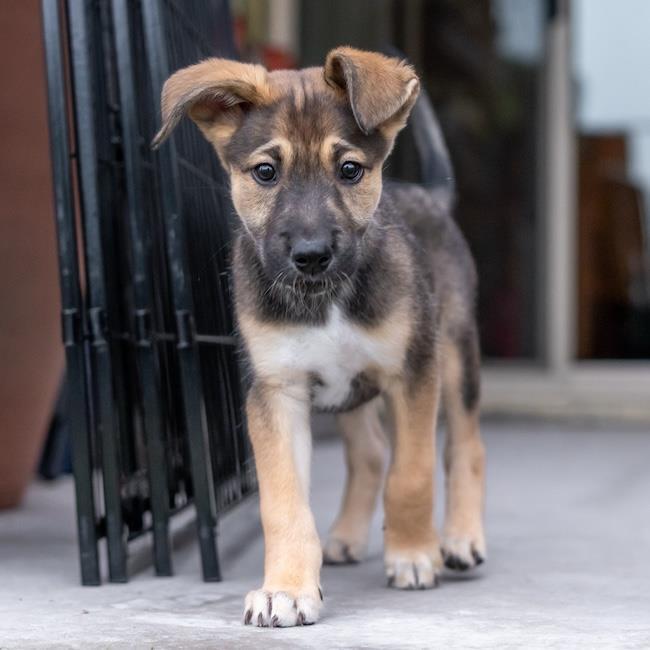 Chicago Pup - Bears, Adoptable, Puppy Male Shepherd & Boxer.